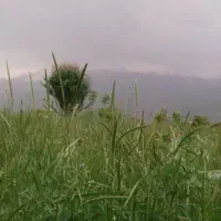 کا و سبزه پنج خلوار خلواری 6500