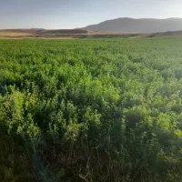 یونجه زاغه