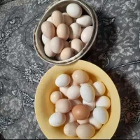 تخم مرغ محلی