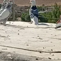 نر شازده