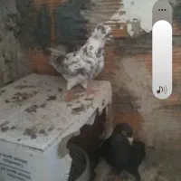 کبوتر صید