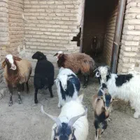 بره میش بز بزغاله