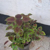 گل حسن یوسف و دیفن باخیا|گل و گیاه طبیعی|مرودشت, ژیان|دیوار