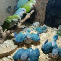 جوجه راهب آبی و سبز