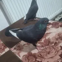 جفت پلنگ با سبز کلاغ
