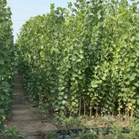 نهال صنوبر برای عاشقان طبیعت سبز|خدمات باغبانی و درختکاری|اردبیل, |دیوار