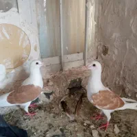 کفتر کویتی درجه یک