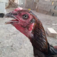 مرغ ترک و افغان