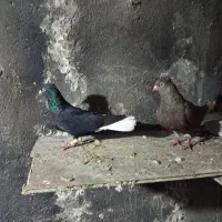 کبوتر دم سفید زیل دمسفید نر و سرکه ای دم‌سفید ماده