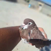 کبوتر چپ سرخ نر