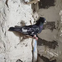 سینه. سرور