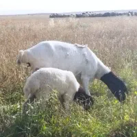 بره بز