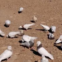 کبوتر طوقی|پرنده|دشت ذهاب, |دیوار