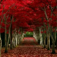 همسفر طبیعت گردی و پیاده روی در تهران