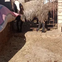 شبشک شال|حیوانات مزرعه|یزد, |دیوار