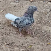 فروش سرور دم سفید نر|پرنده|شیراز, درکی|دیوار