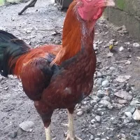 خروس لاری|حیوانات مزرعه|رحیم‌آباد, |دیوار