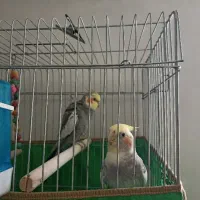 عروس هلندی