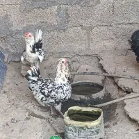 مرغ و خروس