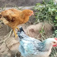 دوعدد خروس جوان سالم واکس خوره