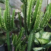 افوربیا اره ای|گل و گیاه طبیعی|قم, در بهشت|دیوار