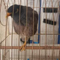 مرغ مینا دستی قناری خون۲۵۰۰۰۰۰|پرنده|کازرون, |دیوار