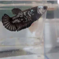 فایتر پلاکت ماده|ماهی|تهران, افسریه شمالی|دیوار