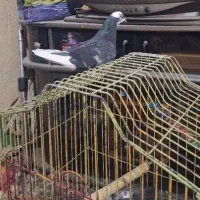 کبوتر کفتر پرشی