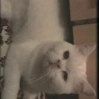 گربه اسکاتیش سفید و بلو نرو ماده|گربه|فردیس, فردیس|دیوار