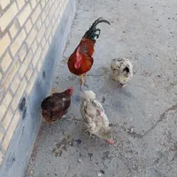 مرغ و خروس محلی