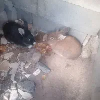 خرگوش|موش و خرگوش|کرمانشاه, |دیوار