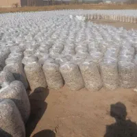 تفاله چغندر