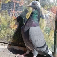 کبوتر پلاکی نر