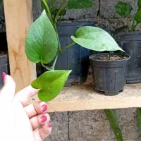 گل و گیاه|گل و گیاه طبیعی|رودسر, |دیوار