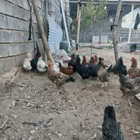 مرغ محلی|حیوانات مزرعه|شباب, |دیوار