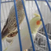 عروس هلندی فردیس|پرنده|فردیس, سرحدی|دیوار