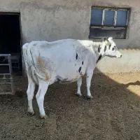 گاو و گوساله