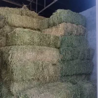 یونجه پرس چین آخر