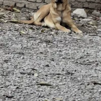 سگ سرابی|سگ|خرم‌آباد, |دیوار