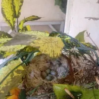 سهره نر ۱۱ساله جوفت قناری
