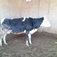 گاو گوساله نر.تلیسه.