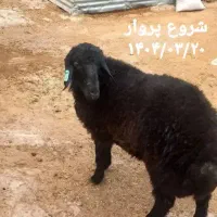 رشد سریع بره پرواری و مقاوم شدن سلامت دام|حیوانات مزرعه|اصفهان, باتون|دیوار