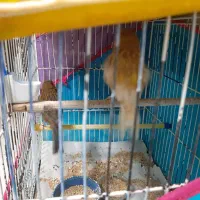 فروش تعدادی قناری نر و ماده