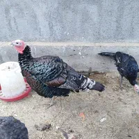 بوقلمون و مرغ وخروس