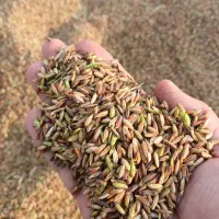 اشتری شلب شلتوک نقد نقد