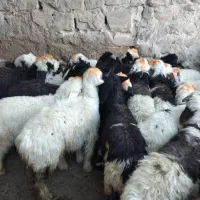 گوشت کشتار روز خورشتی و کبابی|حیوانات مزرعه|مسجد سلیمان, |دیوار