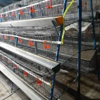 حراج ۱۰۰۰ راس قفس مرغ تخمگذار تمیز