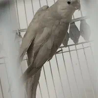 نرو ماده عروس هلندی