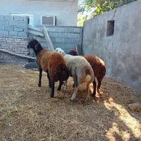 ۳عدد توقلی چاق