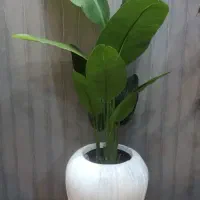 پرنده بهشتی مصنوعی ، اریکا ، لیراتا ، پالم